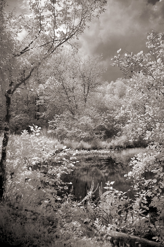 Hidden Pond Near Wingdale, NY � Dave Hickey